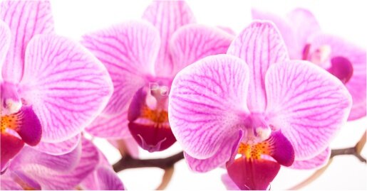 Экран для ванны Метакам"Ультра легкий" АРТ 168 Дикая Орхидея (CS00020538)